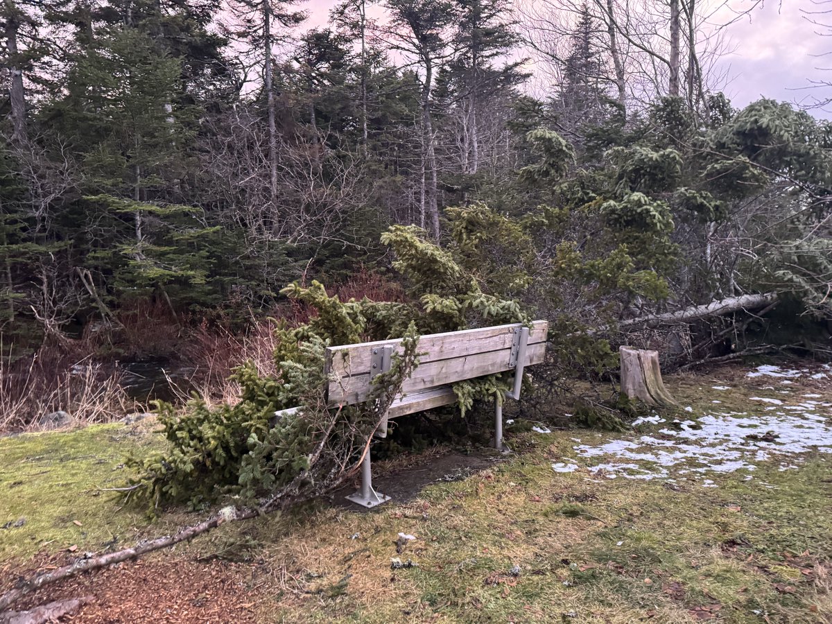 Dead Woods & Ancient Isles tweet media