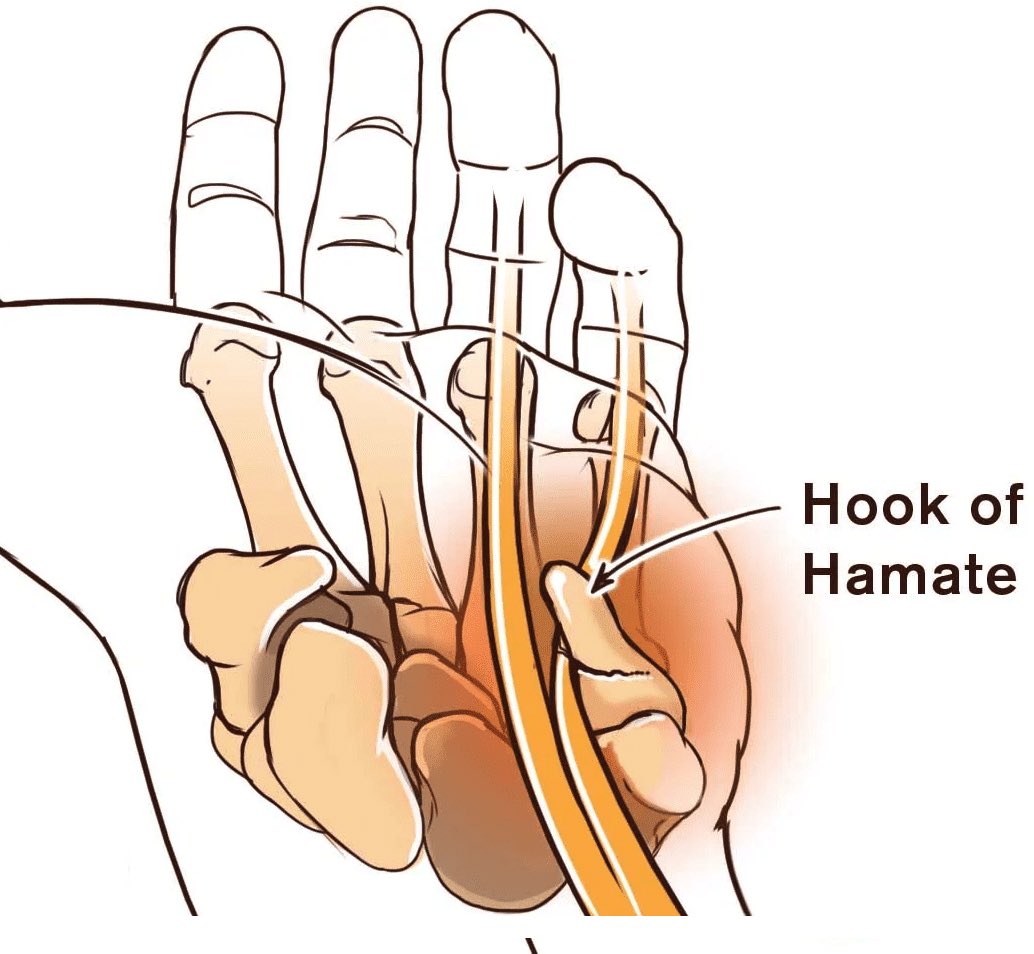 The Body Explained | Medicine, Injuries, A+P tweet media