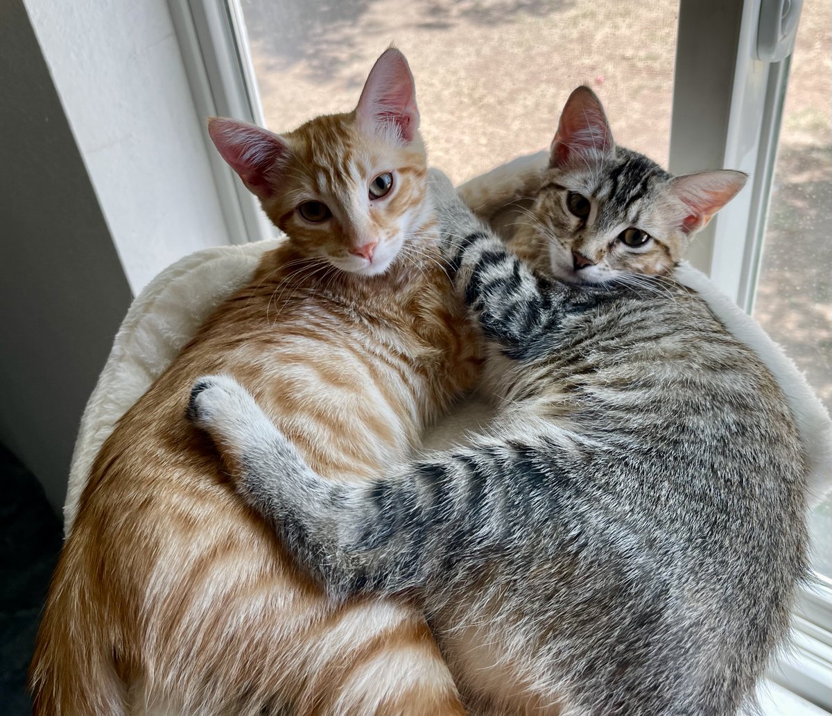 SubduedSnarl's tweet image. Happy #TwoForTuesday 
with not-yet-4month old Max and Furrari 🥰

#Photography 
#Kittens