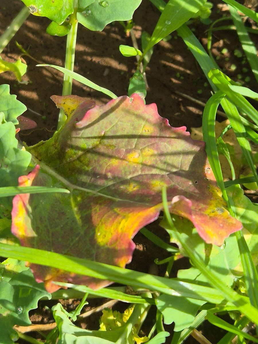 PestFactsSARDI's tweet photo. PestFacts SA team has received reports of green peach aphid activity across several regions. With early-sown canola, now’s the time to keep a close eye on crops and watch for Turnip yellows virus symptoms. Please monitor paddocks and share any observations with our team. https://t.co/TUsBlmpG82