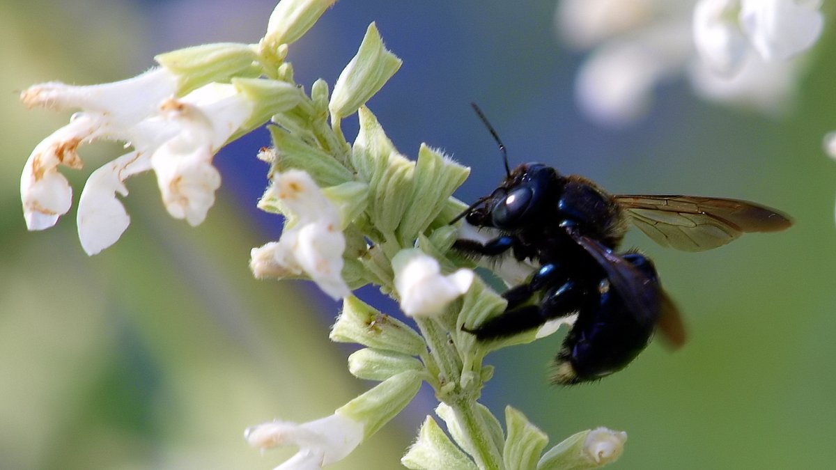 kala61857's tweet image. Southern Carpenter Bee On White Mealy Sage
Like most carpenter bees, she is trying to steal the nectar from the base of the flower instead of going inside where she would be covered with pollen
Southern Carpenter Bee (Xylocopa micans)
kapturedbykala.com/Insects/i-PrZL…
#pollinators #bees