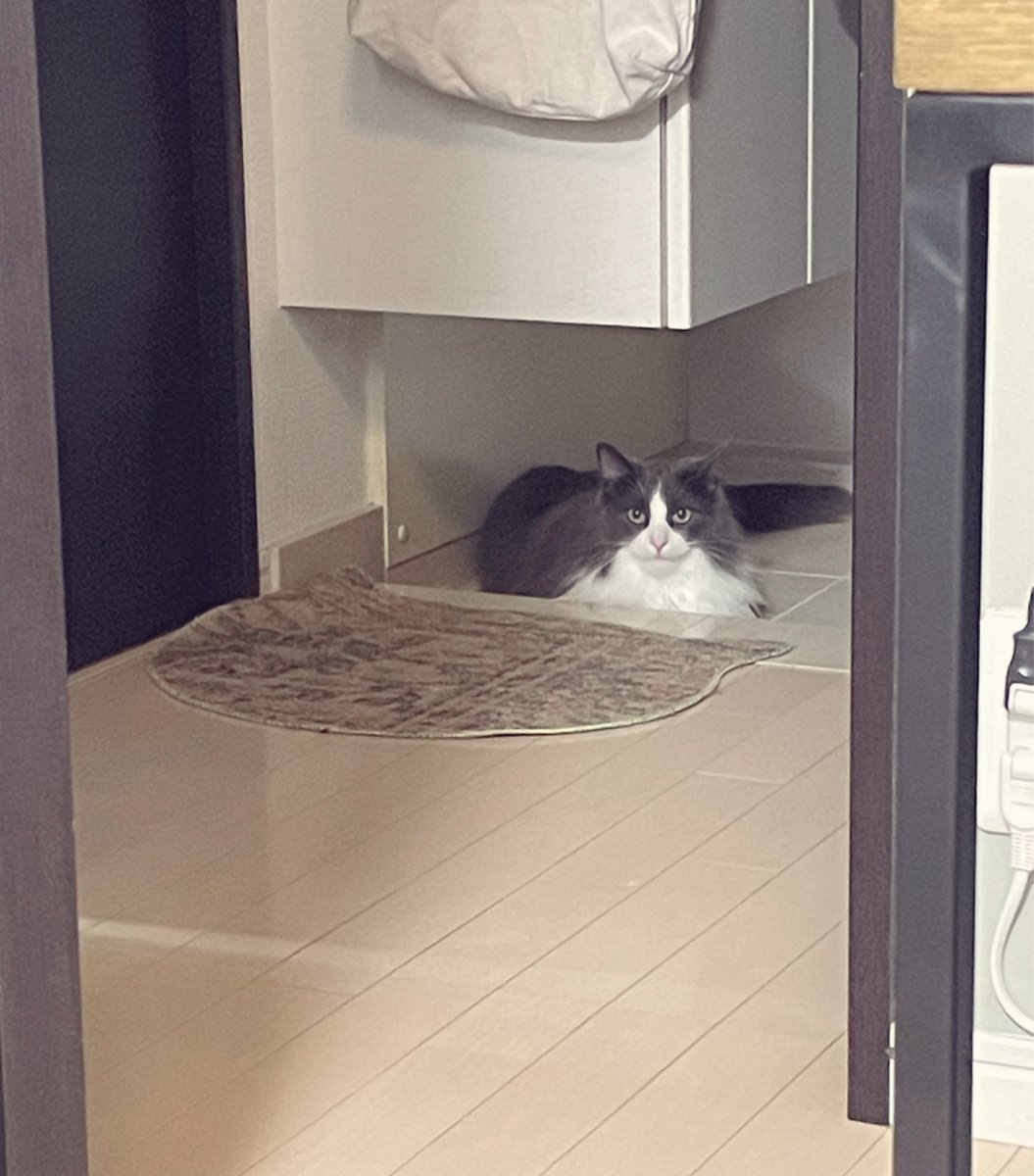 猫野みみ tweet media