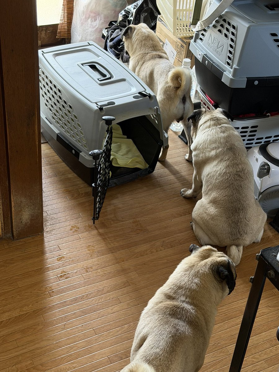 お散歩待ち
( ✧Д✧) ｶｯ!!

#パグ
#PUG
