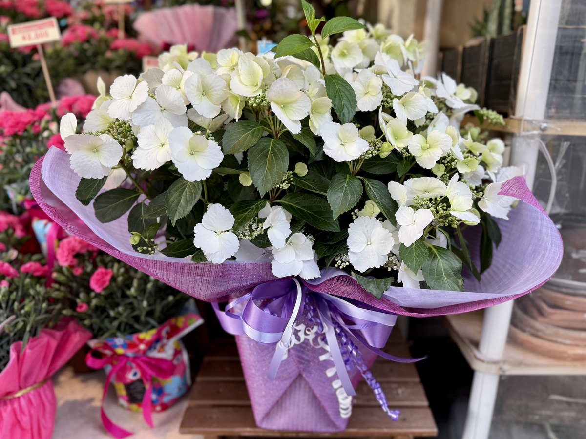 F_HANASHIMA's tweet photo. おはようございます😃☀️

【🌼今日のお花コーナー🌼】

カーネーション以外にこの時期人気があるのがハイドランジア(西洋アジサイ)

この真っ白なハイドラ「ブライダルシャワー」は花がもりもり咲いて本当に華やか✨
長くお花を楽しめるのもGOOD👍🏼

オススメです
#母の日 https://t.co/tvIaE9ylg5