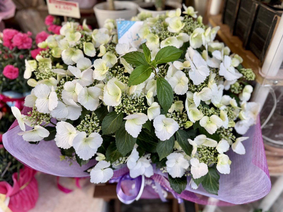F_HANASHIMA's tweet photo. おはようございます😃☀️

【🌼今日のお花コーナー🌼】

カーネーション以外にこの時期人気があるのがハイドランジア(西洋アジサイ)

この真っ白なハイドラ「ブライダルシャワー」は花がもりもり咲いて本当に華やか✨
長くお花を楽しめるのもGOOD👍🏼

オススメです
#母の日 https://t.co/tvIaE9ylg5