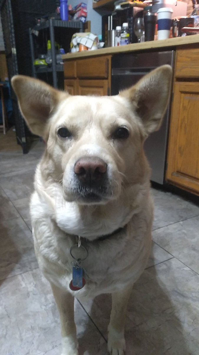 ErikMPatterson's tweet photo. Last night my dog Bella passed away. 
She was born in late 2016 and my family got her in May of 2017, She was full of Energy and playful, loving to roll in the grass in our front yard. She passed at 9 years old with us having her for almost 9 years.

We will miss you Bella.❤️🕊 https://t.co/NGACEYhk68
