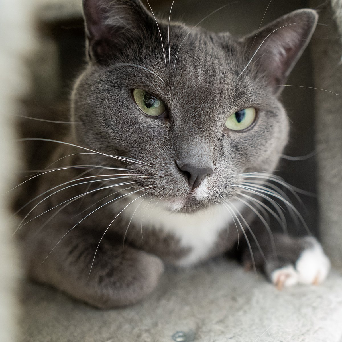 Calgary Humane Society tweet media