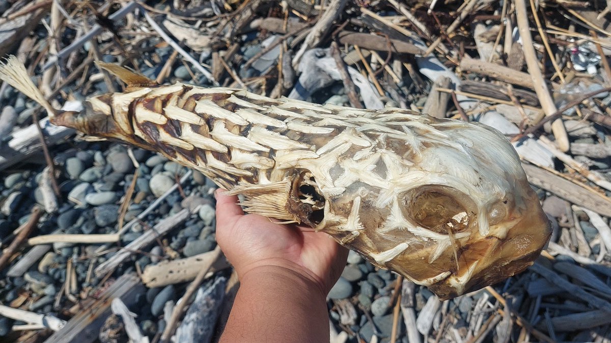 イシガキフグ？
ほぼ完全なミイラが流れ着いてます
60cmくらいあるぞ…
持って帰るか迷います。
