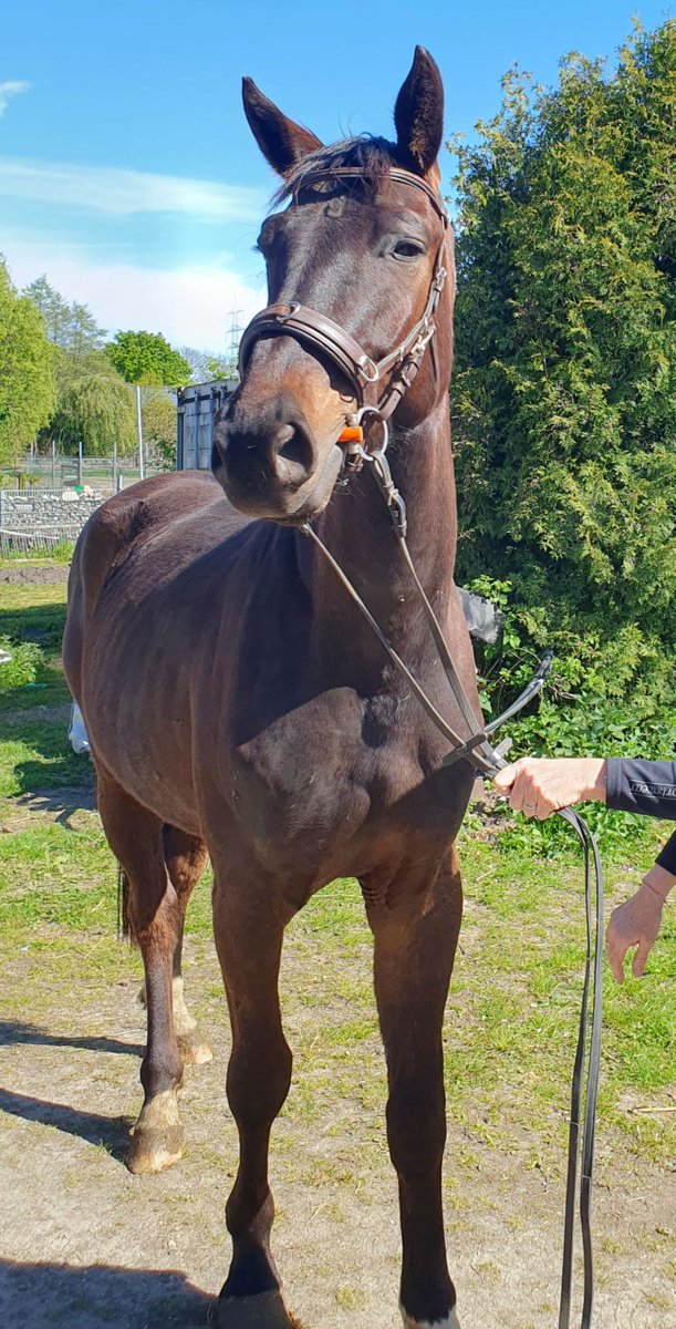 ehorses.com - horse market tweet media