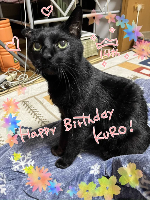 うちのつやつや泥だんご、クロが今日お誕生日よ～14歳!! 2枚目はボディハーネスつけてみたら映画「MASK」の犬みたいな抵抗を見せた様子