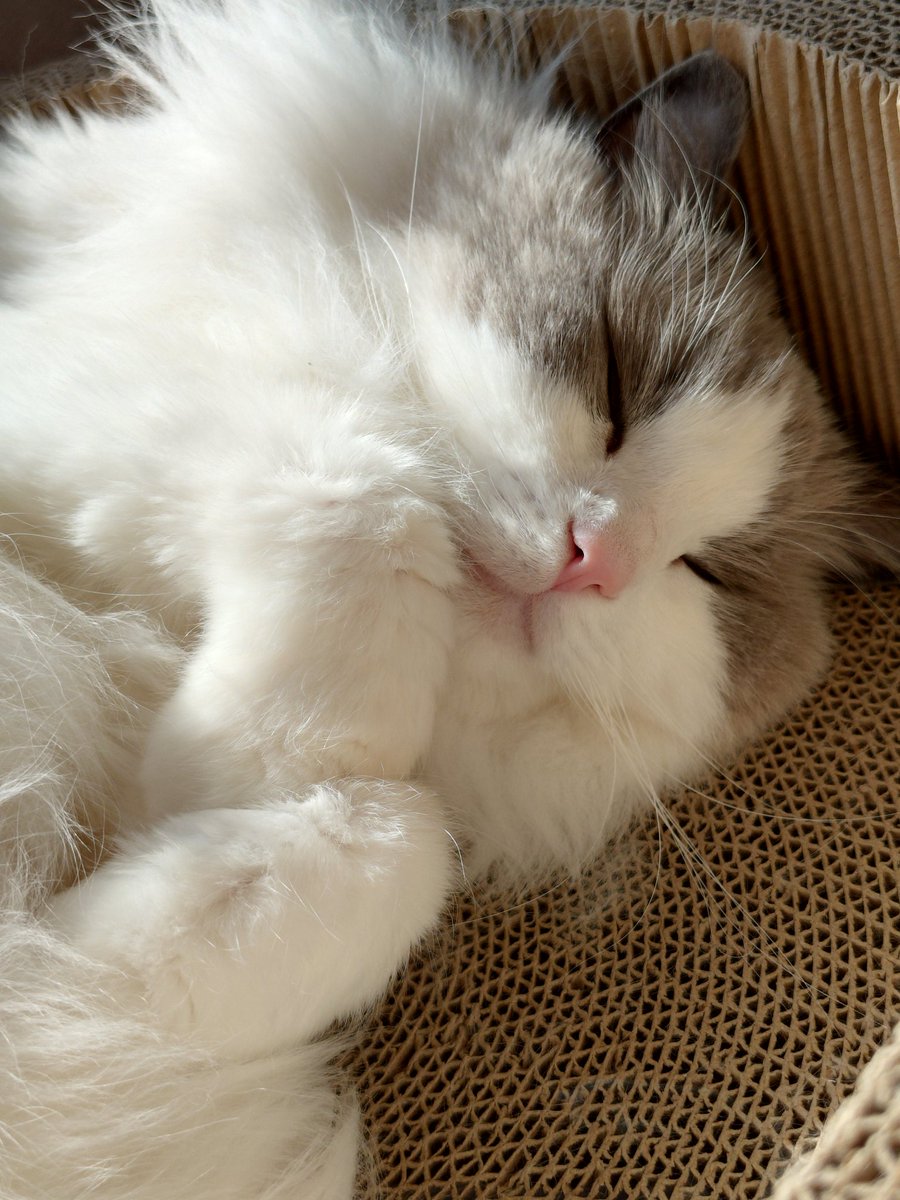 お団子猫 tweet media