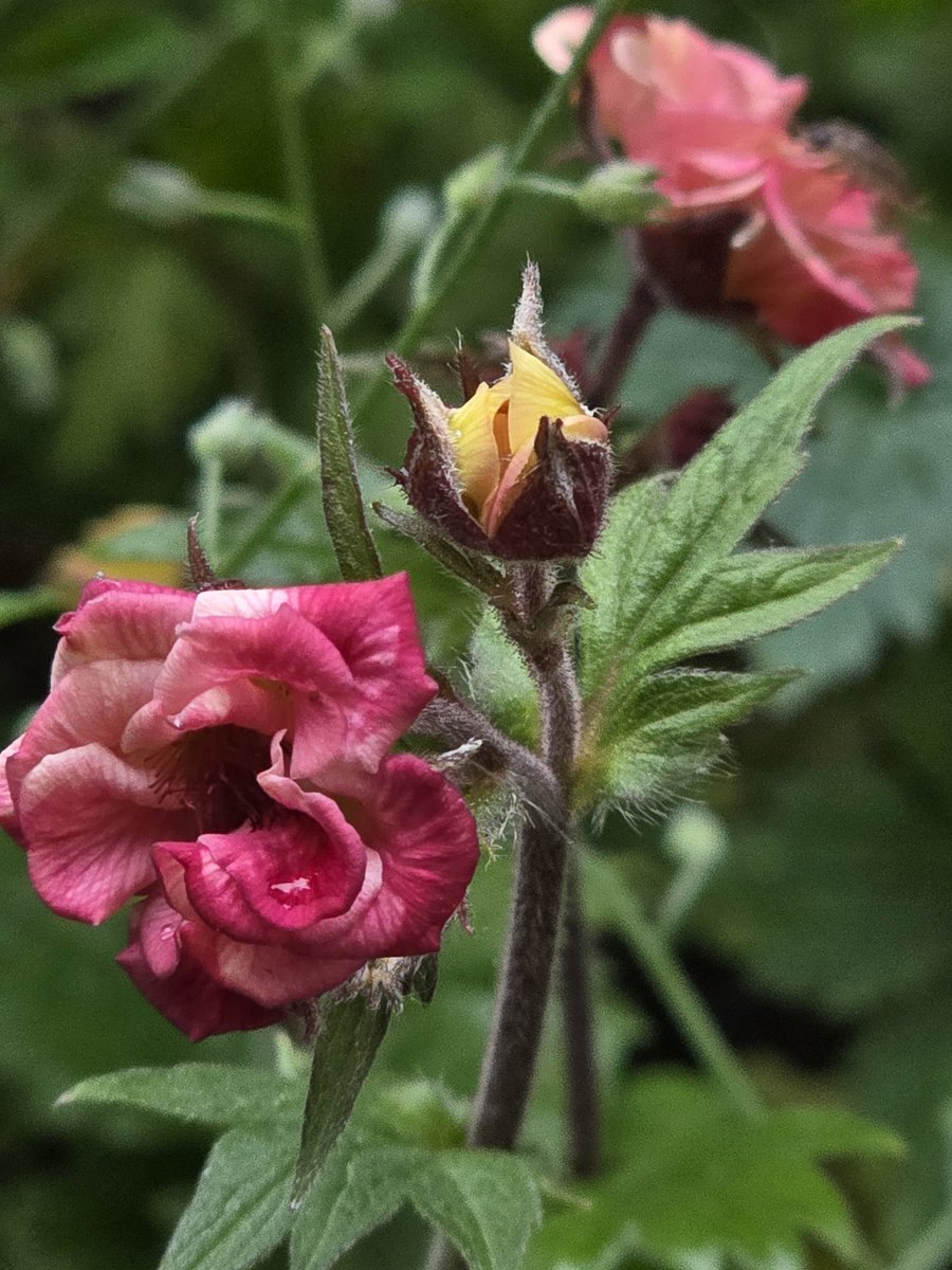 Rachael67947693's tweet image. Sweet dreams all. Here is a little geum for you. 
#flower #garden #plant #nature