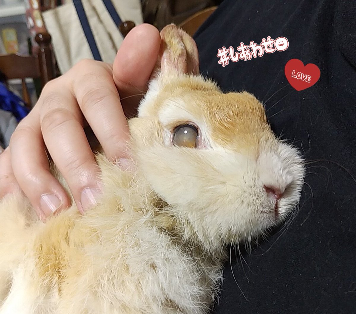 じぇんとる🐇 tweet media