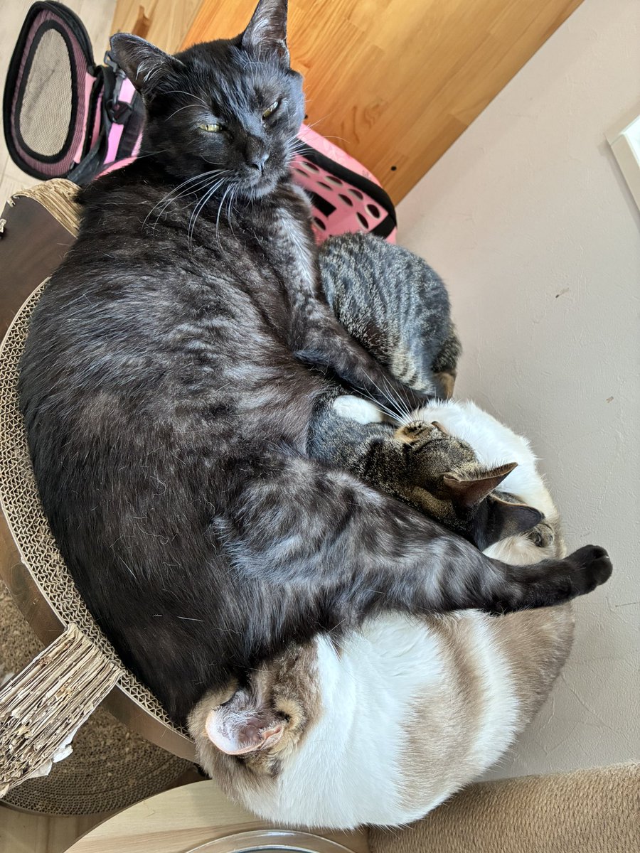 猫スティン〜城下町の猫カフェ〜 tweet media