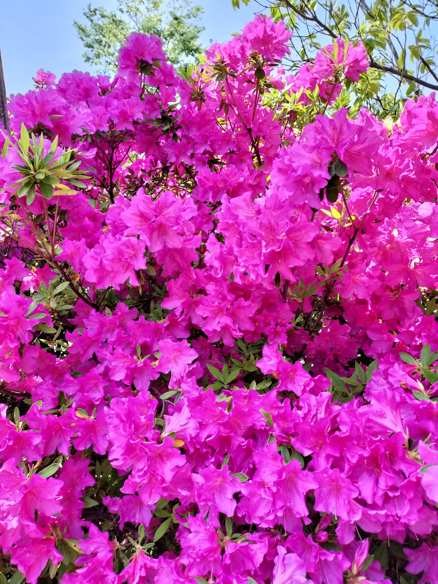 Dino_Photo79's tweet image. In Japan, we're currently enjoying a five-day Golden Week holiday. I hope everyone has a wonderful time!✨❤️
#flower #nature #holiday