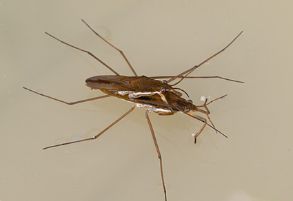 Zootaxa updates tweet media