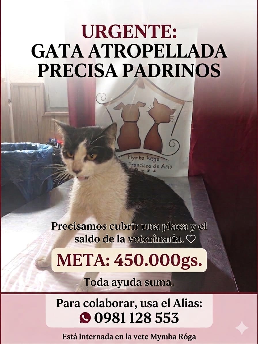 Chiquis, me ayudan a compartir por favor, ya está internada pero necesita ayuda para cubrir sus gastos veterinarios. 
RT porfavor 🤍🙏🏽🙏🏽🙏🏽🙏🏽