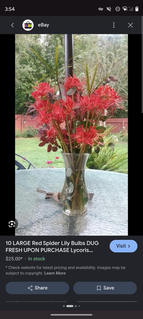 codenamehaira's tweet photo. Mary Jane 
peonies 
and red spider lillies are my newest obsession 
absolutely gorgeous ❣️ https://t.co/W7KKVlu7qT