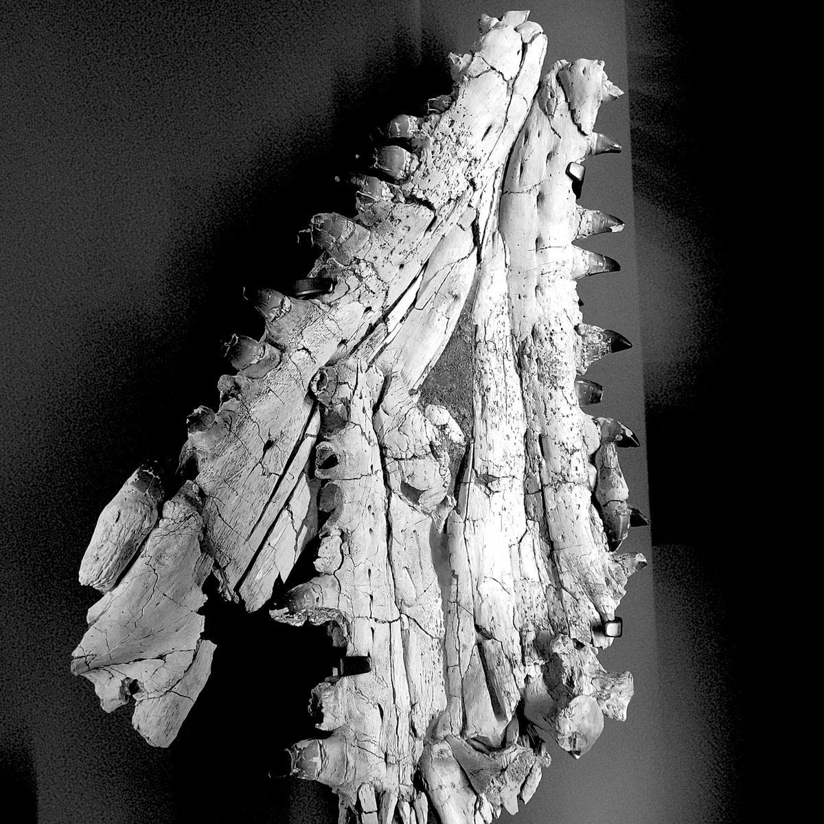 ABaucon's tweet image. Which vertebrates and invertebrates from the past 600 million years captivate you the most? Choose it from the #paleontology exhibits at the #Natural History #Museum in #Toulouse. Don't forget to share your selections in the comments and give it a ❤️ if you like it!