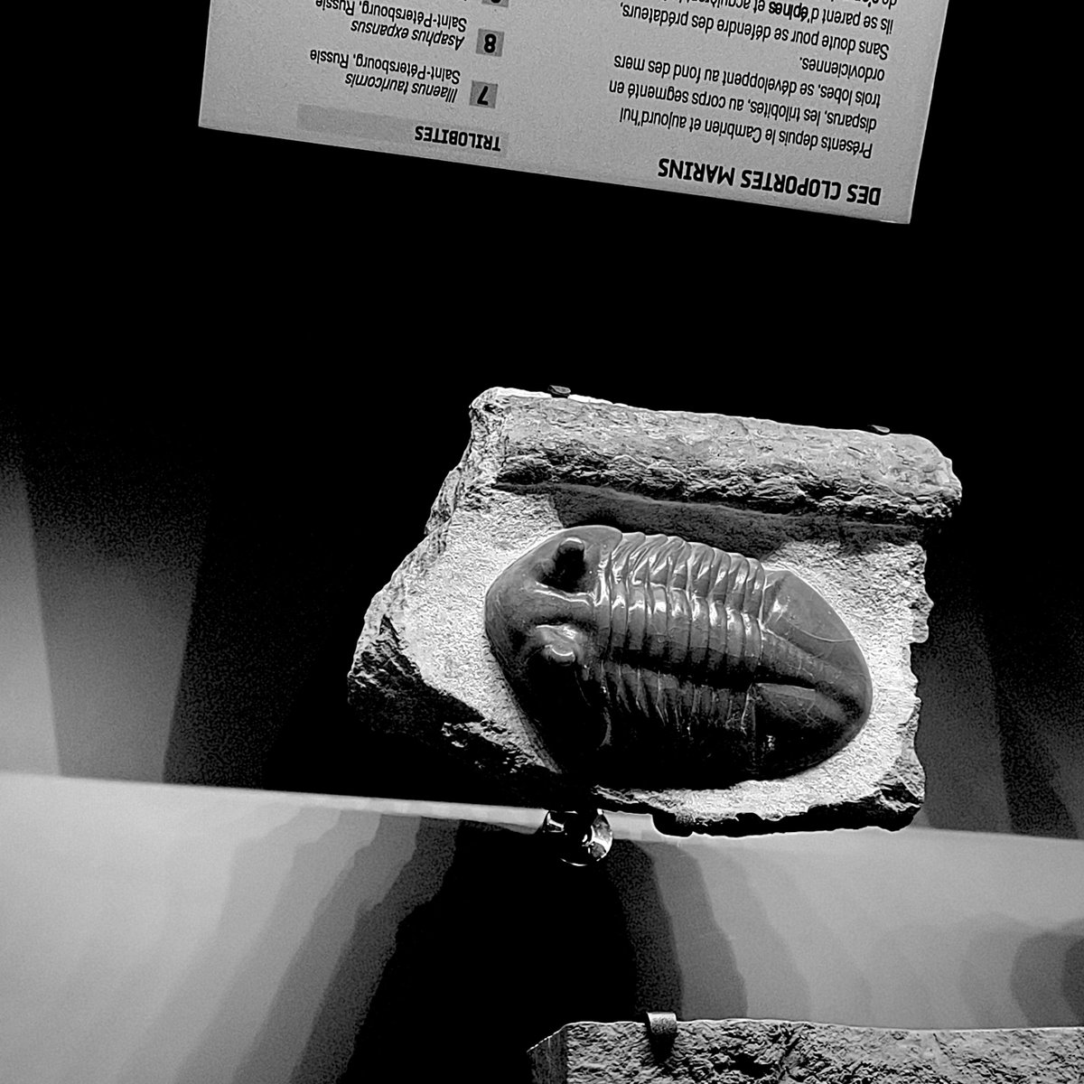 ABaucon's tweet image. Which vertebrates and invertebrates from the past 600 million years captivate you the most? Choose it from the #paleontology exhibits at the #Natural History #Museum in #Toulouse. Don't forget to share your selections in the comments and give it a ❤️ if you like it!