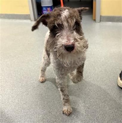 hopepawsfund's tweet image. 🐾 IS THIS YOUR DOG? 🚨 LOST DOG - Santa Ana 🐾 Coco (#A1959579), 13y Schnauzer Minmix, white/brown, found in Santa Ana on 05/04/2026. Please call 📞 (714) 935-6848 or check 🔗 petadoption.ocpetinfo.com/LostFound/#/li… #SantaAna #LostDog #OC