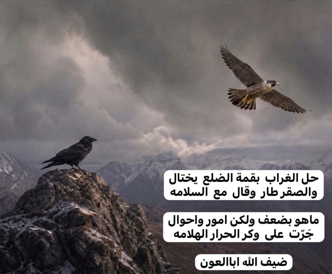 ضيف الله أباالعون tweet media