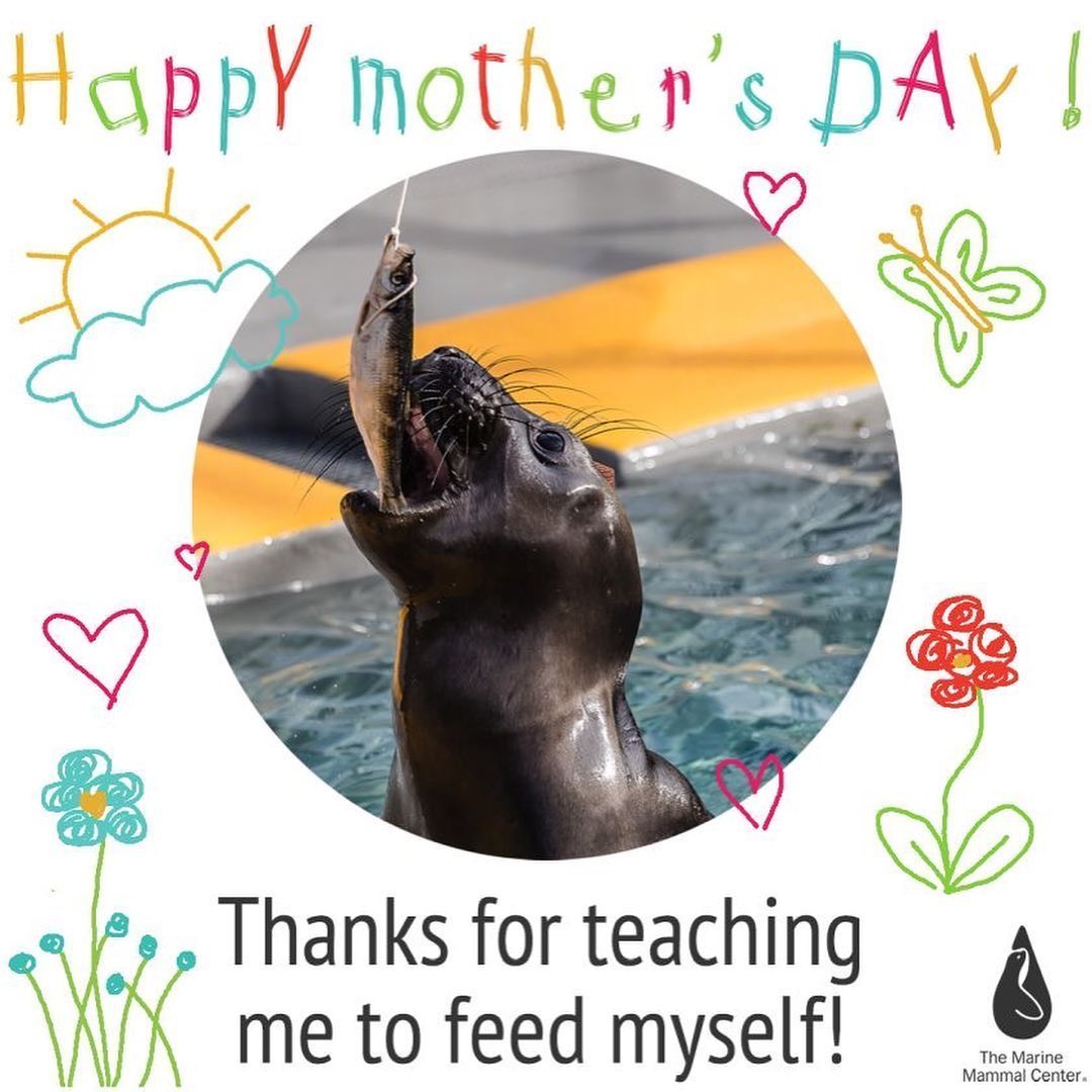 The Marine Mammal Center tweet media