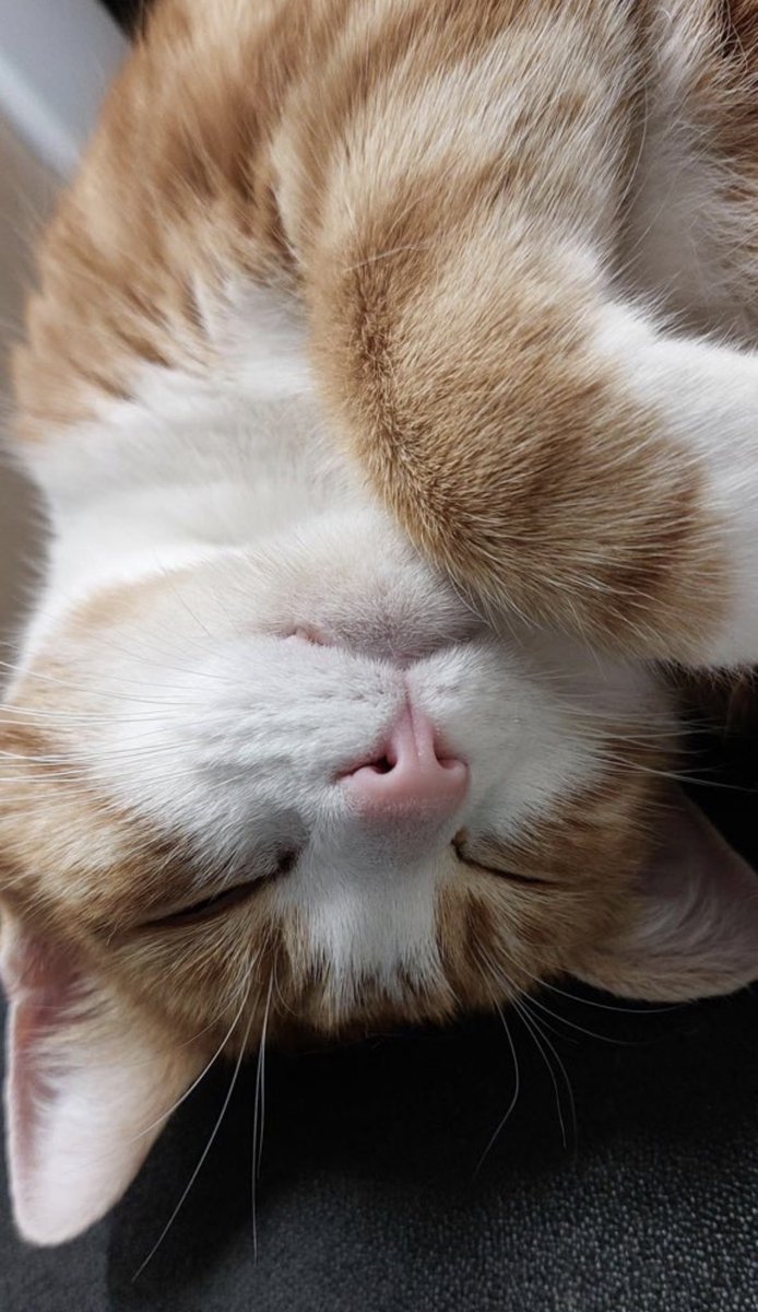 George The Stourbridge Junction Station Cat tweet media