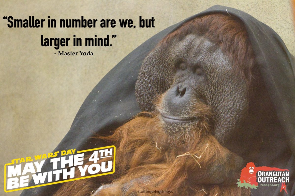 Orangutan Outreach 🦧❤️🌳 tweet media