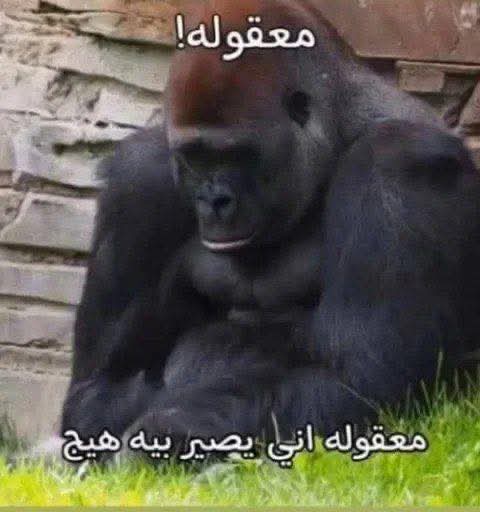 Abdelaziz tweet media
