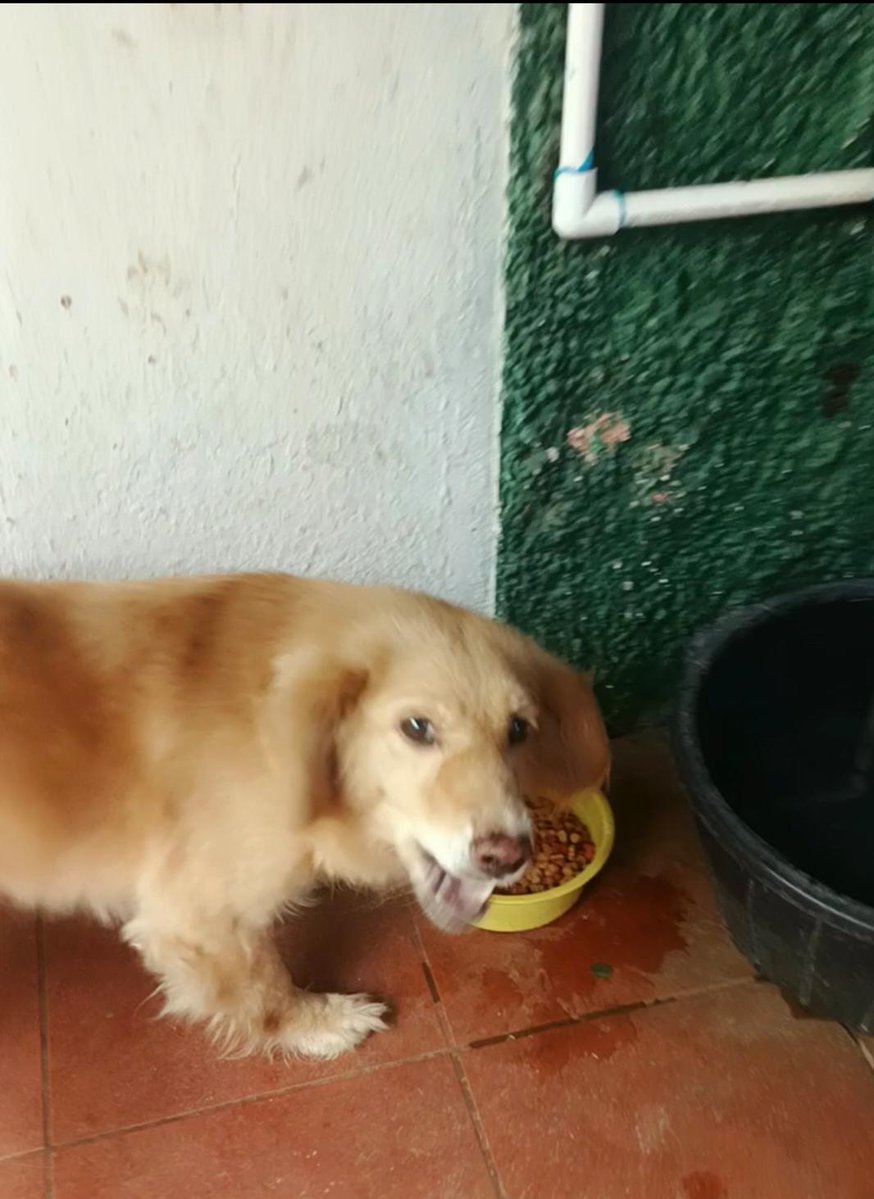 SERVICIO SOCIAL✅️ 
#SEBUSCA 📣 
#EXTRAVIADO ‼️ 
Se solicita el apoyo de la comunidad en Santa Ana para localizar a Chasca, un perrito que se extravió el pasado viernes en la zona de Fosalud El Palmar.
Si lo has visto o tienes alguna información que ayude a que regrese a casa,