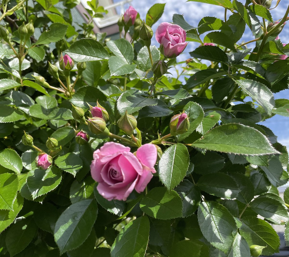 サハラの薔薇 サハラ'98 ｜バラ苗の通販の篠宮バラ園