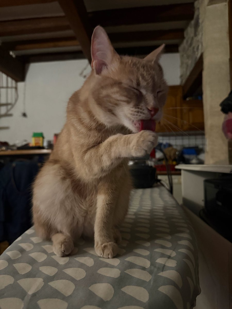 lilocheetah's tweet photo. 😝 https://t.co/ag2ZfsOebQ