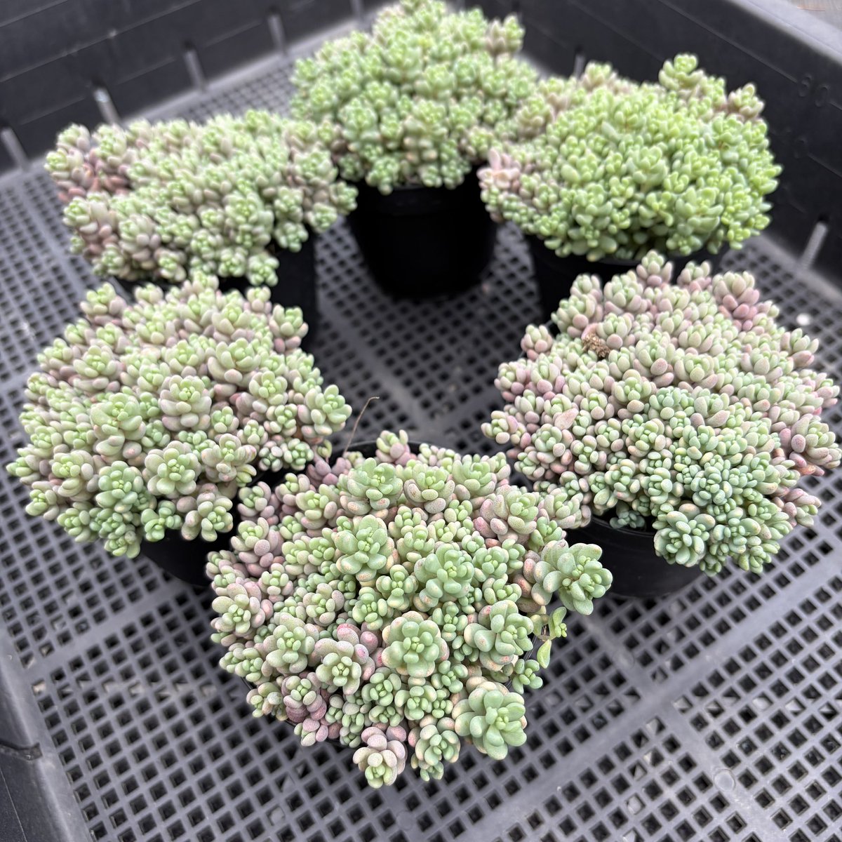 おはようございます #多肉植物