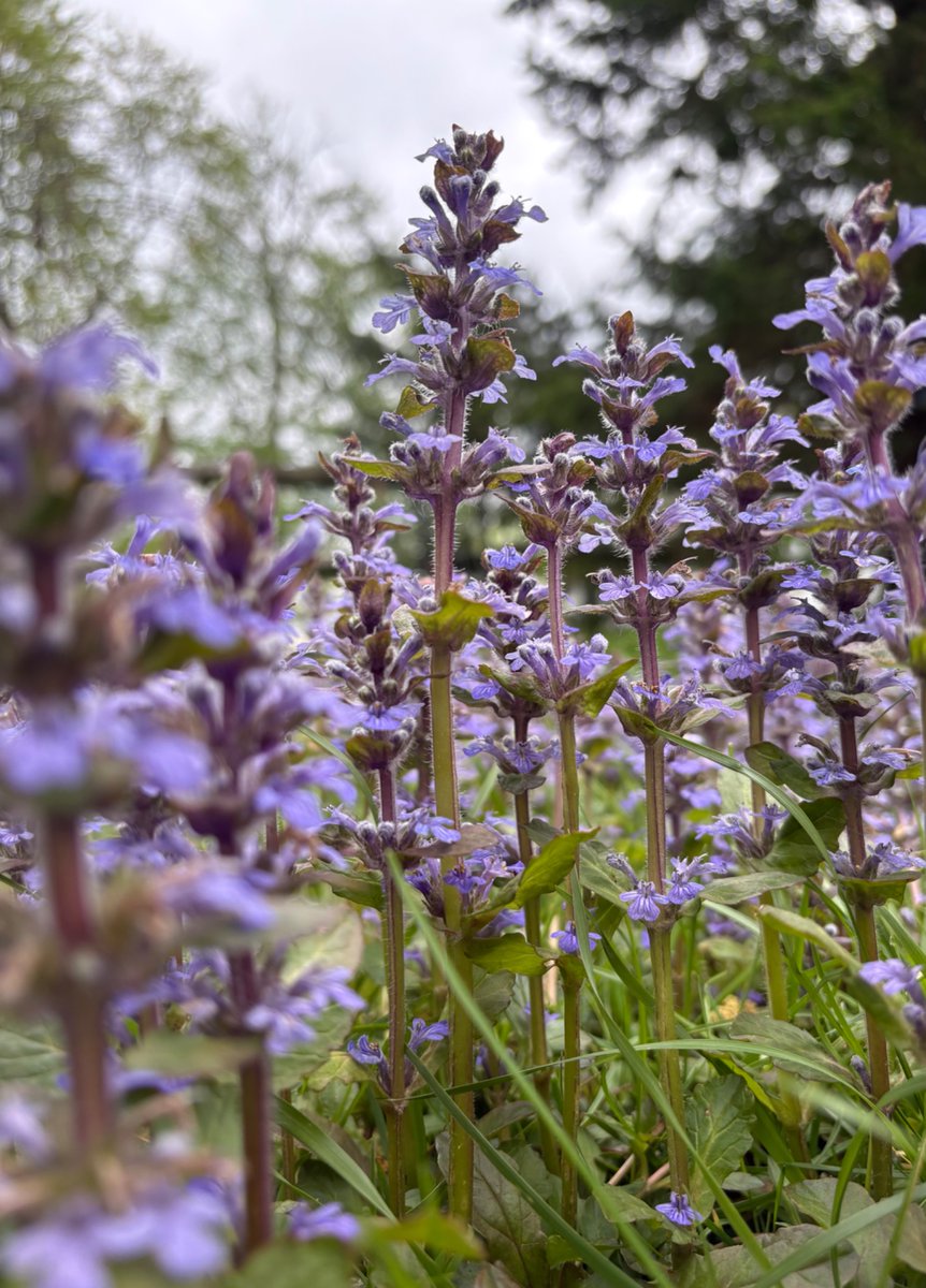 emmiellifluous's tweet image. Ajuga (aka. bugleweed)

#Gardening #Photography