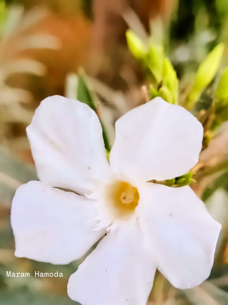 مرام (Maram Arrabti) tweet media