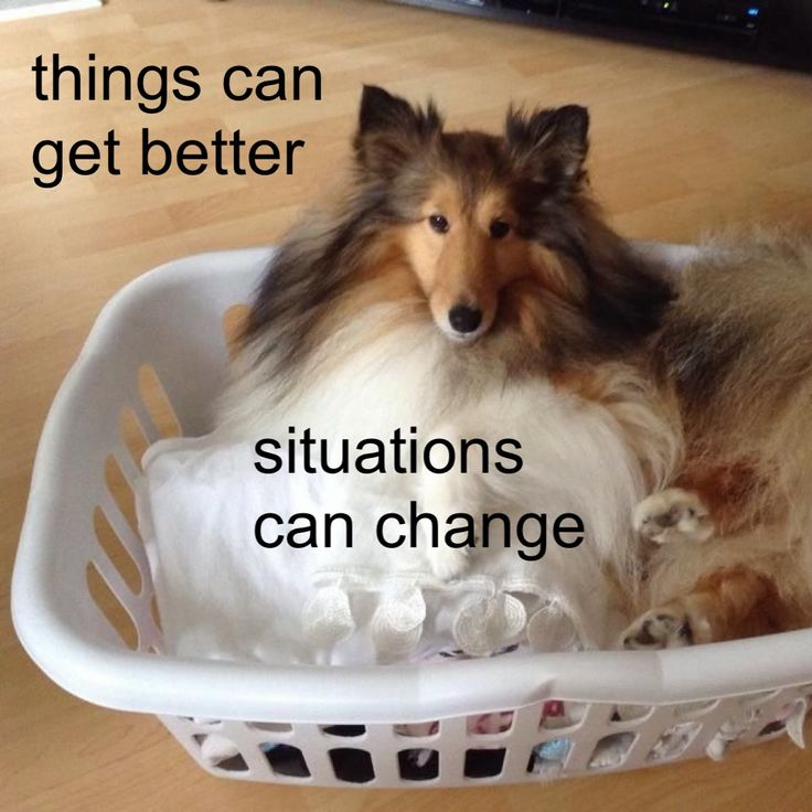 Dog (@DoggyPosting) on X