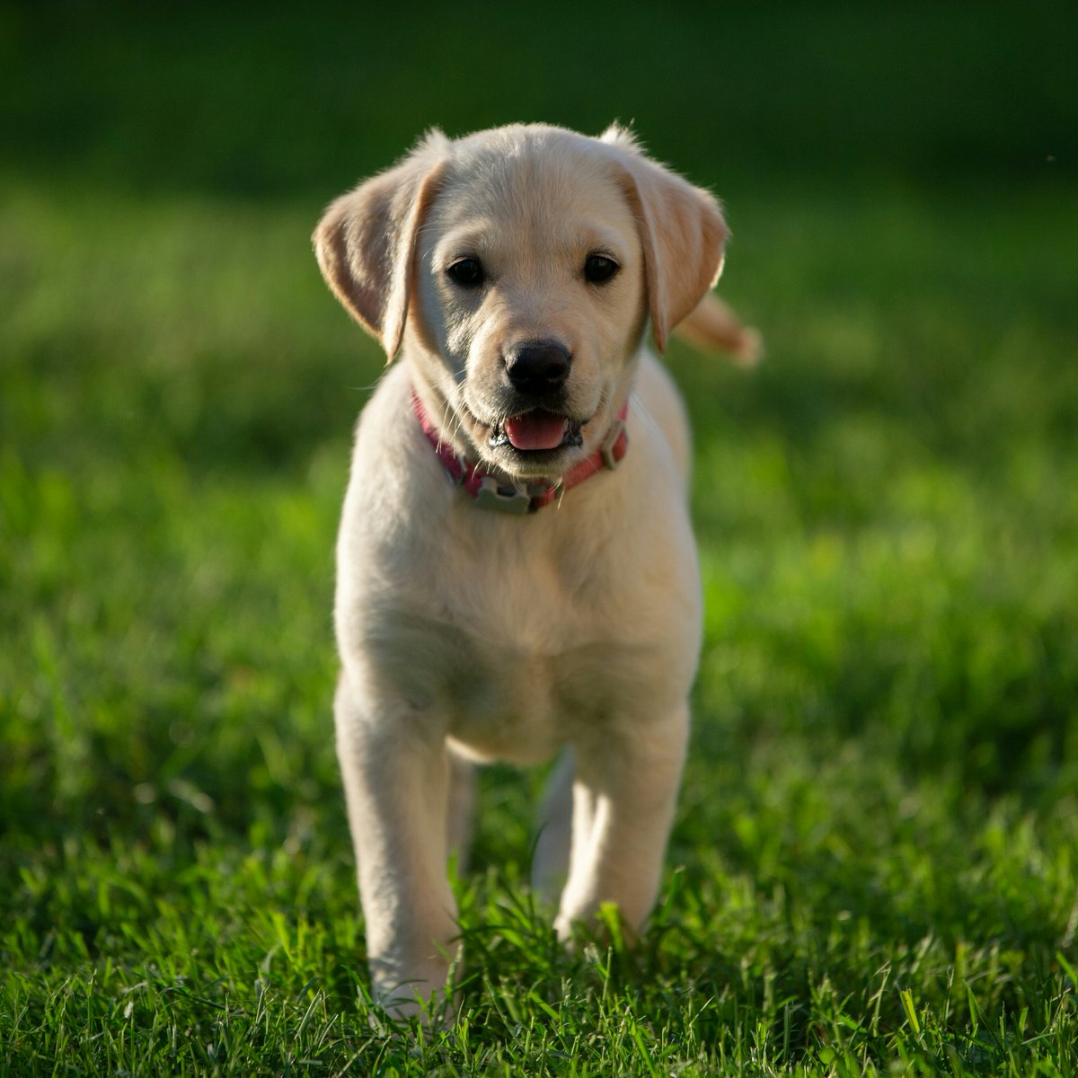 Dogs tweet media