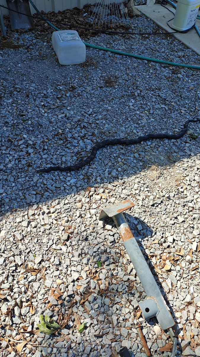 BrowningFnA5's tweet photo. Found me a friend https://t.co/gMk9qnw39d