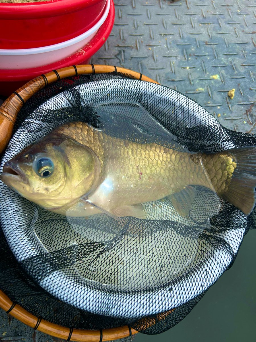 恵比寿丸🎣釣楽一生✨ tweet media