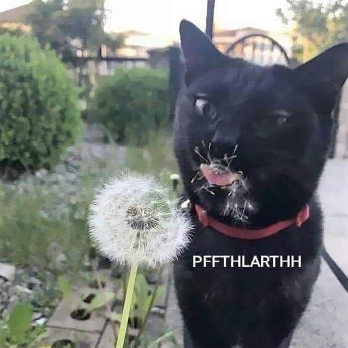 Kitty tweet media