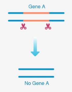 SunyBiotech's tweet photo. Headline: Precise Surgery for Your Research: Beyond the Simple Knockout 
To truly understand gene function, you need more than just a random mutation—you need surgical precision. As the world’s leading C. elegans experts, SunyBiotech provides the exact sequence deletions you need to turn your hypothesis into high-impact data.
What can we delete? Whatever your project demands:
🔹 Promoters: Study the "when" and "where" of gene expression. 
🔹 Specific Domains: Isolate the functional power of your protein. 
🔹 Entire Exons/Introns: Resolve complex splicing questions. 
🔹 3'UTRs: Uncover the secrets of mRNA stability and regulation. 
🔹 Whole Coding Sequences: The gold standard for complete loss-of-function.
The SunyBiotech Advantage:
 Speed: Results in your lab in just 5-8 weeks. 
 Value: High-precision CRISPR/Cas9 starting from only $899 USD*. 
Stop struggling with inconsistent knockdowns. Get the precise, permanent models your research deserves.
Request your custom quote today: sunybiotechteam@gmail.com