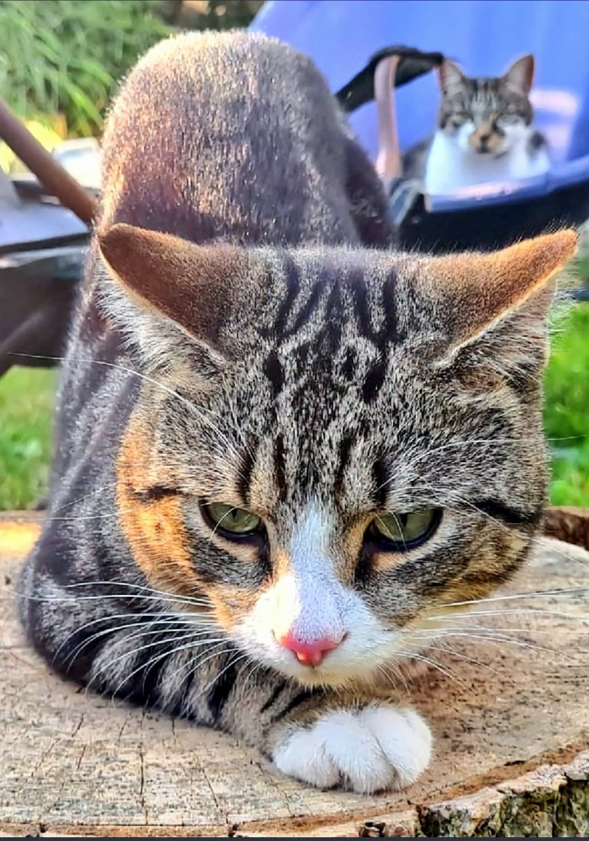 Winksy with the 3 legs 🌍 tweet media