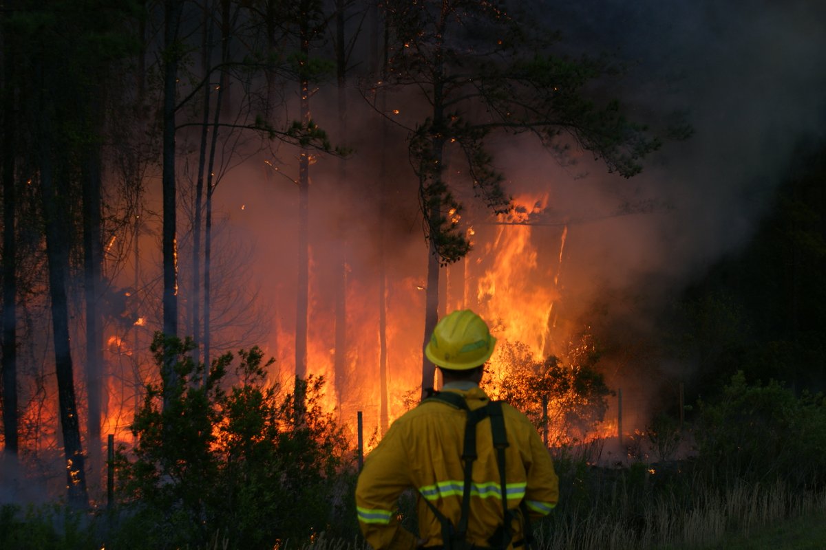 South Carolina Forestry Commission tweet media