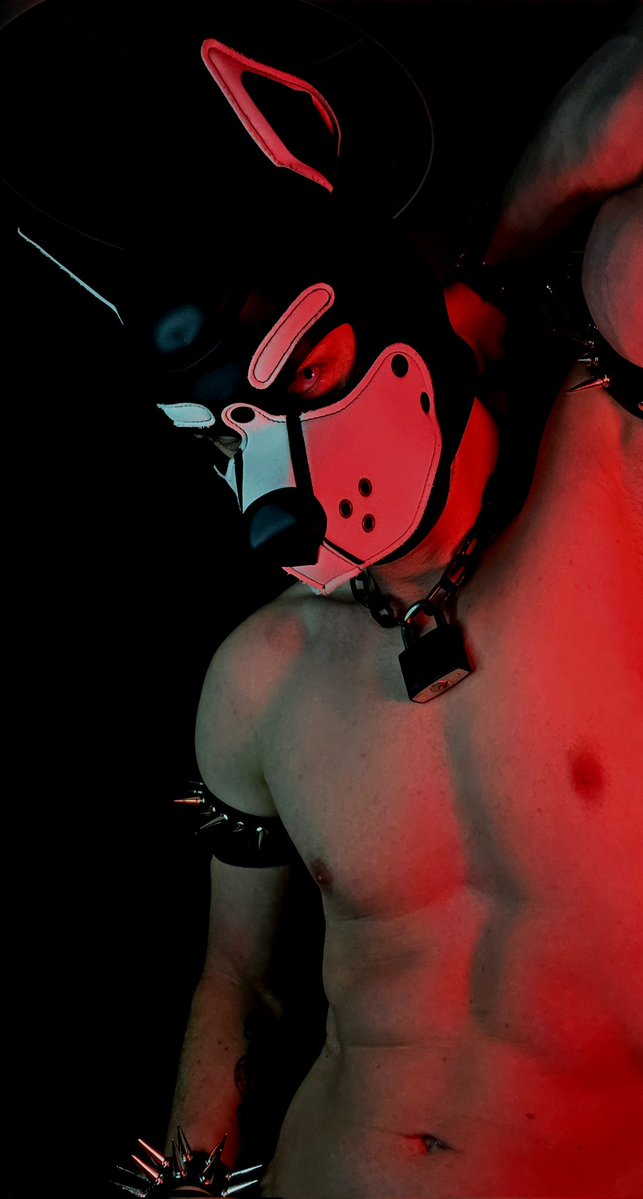 Spooky pup Vaito tweet media