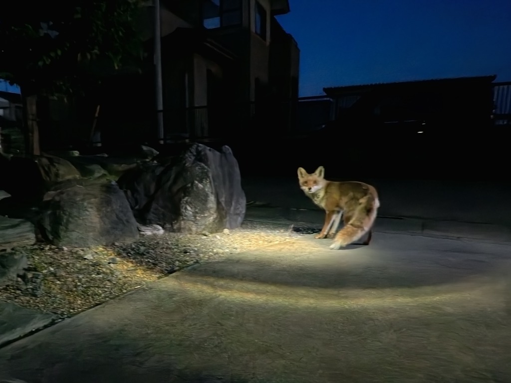 sun29san's tweet photo. おはようございます。柴犬沙羅　朝のさんぽ、きつね待ってたサンポ行こう、爽やかな朝です。 https://t.co/q8jJavmM5j