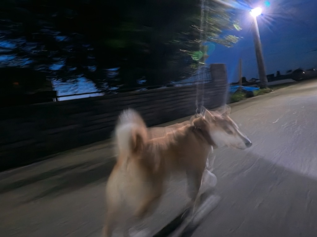 sun29san's tweet photo. おはようございます。柴犬沙羅　朝のさんぽ、きつね待ってたサンポ行こう、爽やかな朝です。 https://t.co/q8jJavmM5j