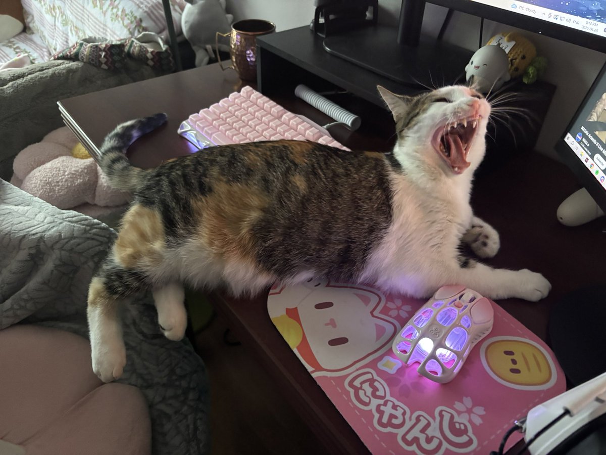 condimentscats tweet picture
