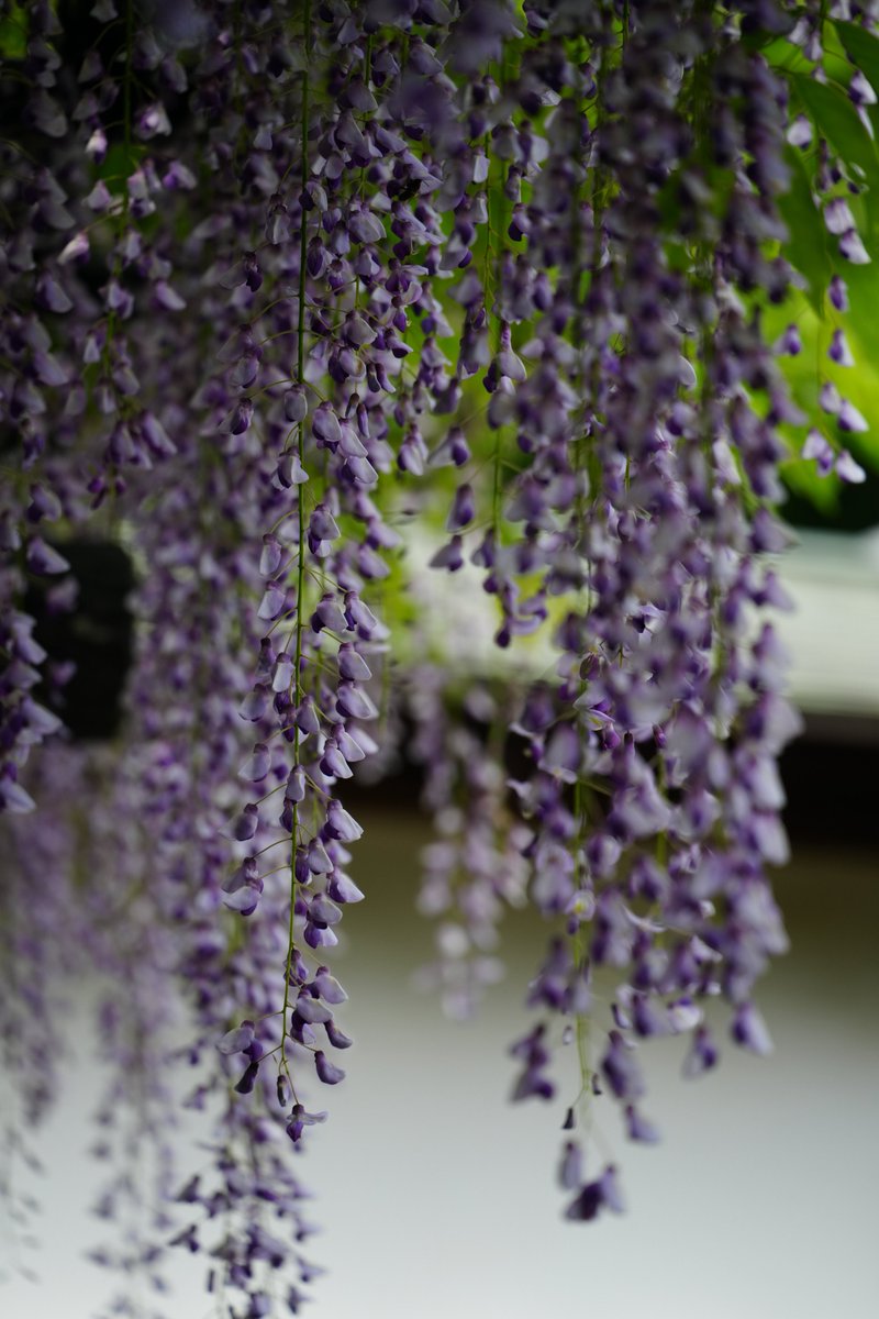 tddch7's tweet image. #Sigma
#Sigma20200mmF3563 
#アルファホビー部