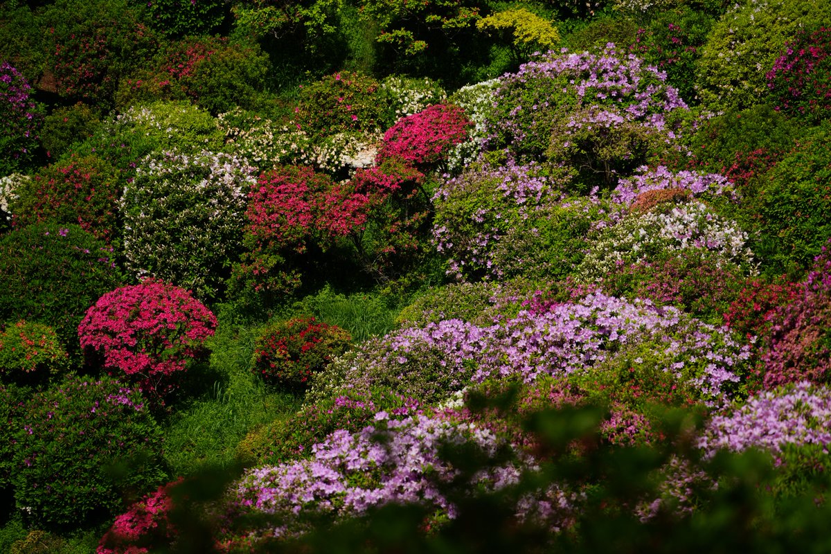 tddch7's tweet image. #Sigma
#Sigma20200mmF3563 
#アルファホビー部